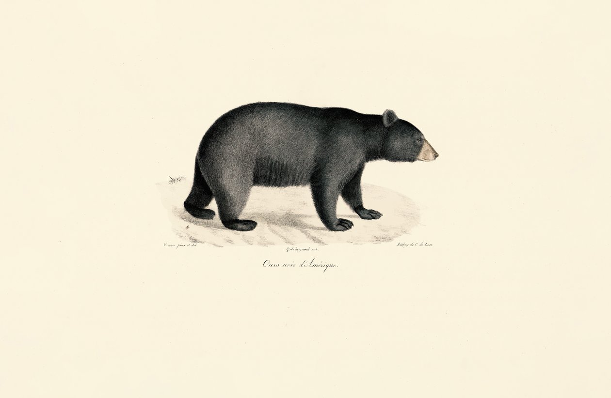 Oso negro americano de Jacques Christophe Werner