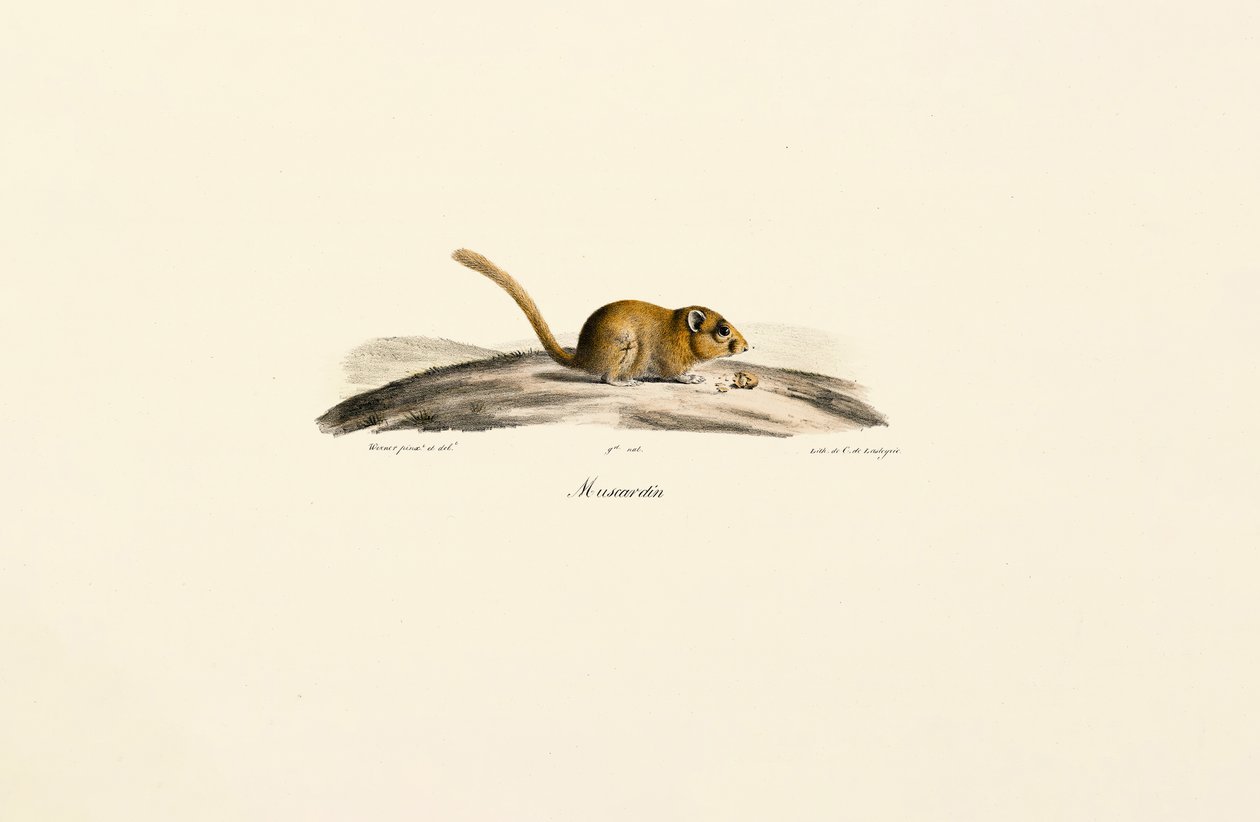  de Jacques Christophe Werner