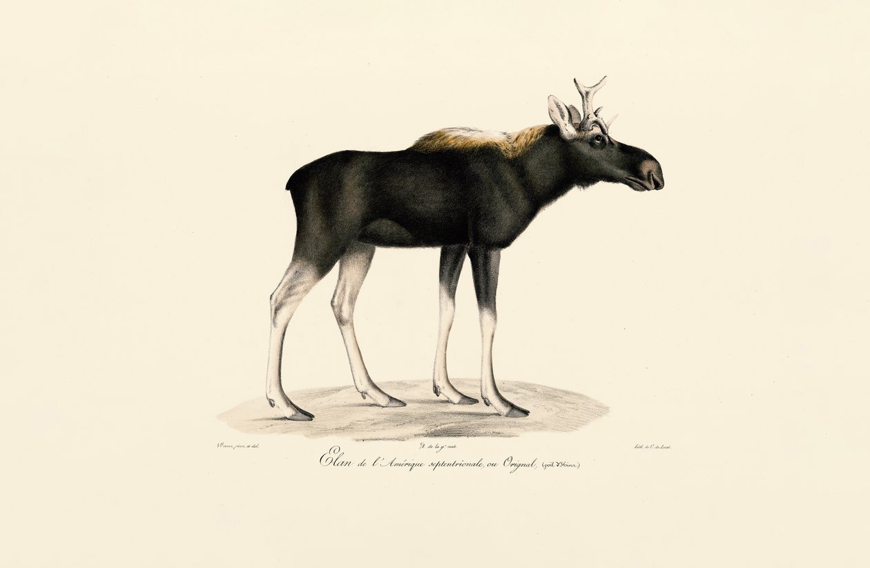 Alce americano (Alces americanus) de Jacques Christophe Werner