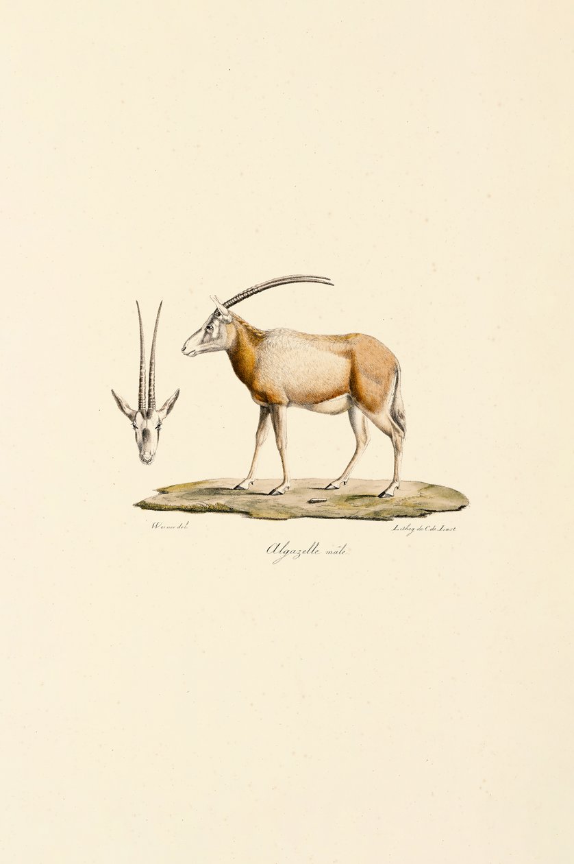 Gacela árabe de Jacques Christophe Werner
