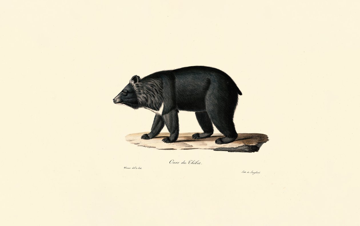 Oso negro asiático (oso tibetano) de Jacques Christophe Werner