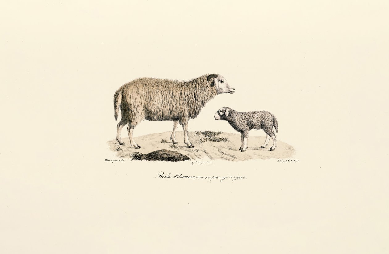  de Jacques Christophe Werner