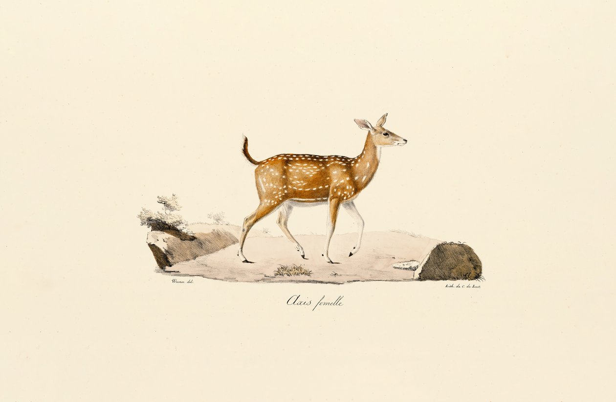 Ciervo Axis Hembra de Jacques Christophe Werner
