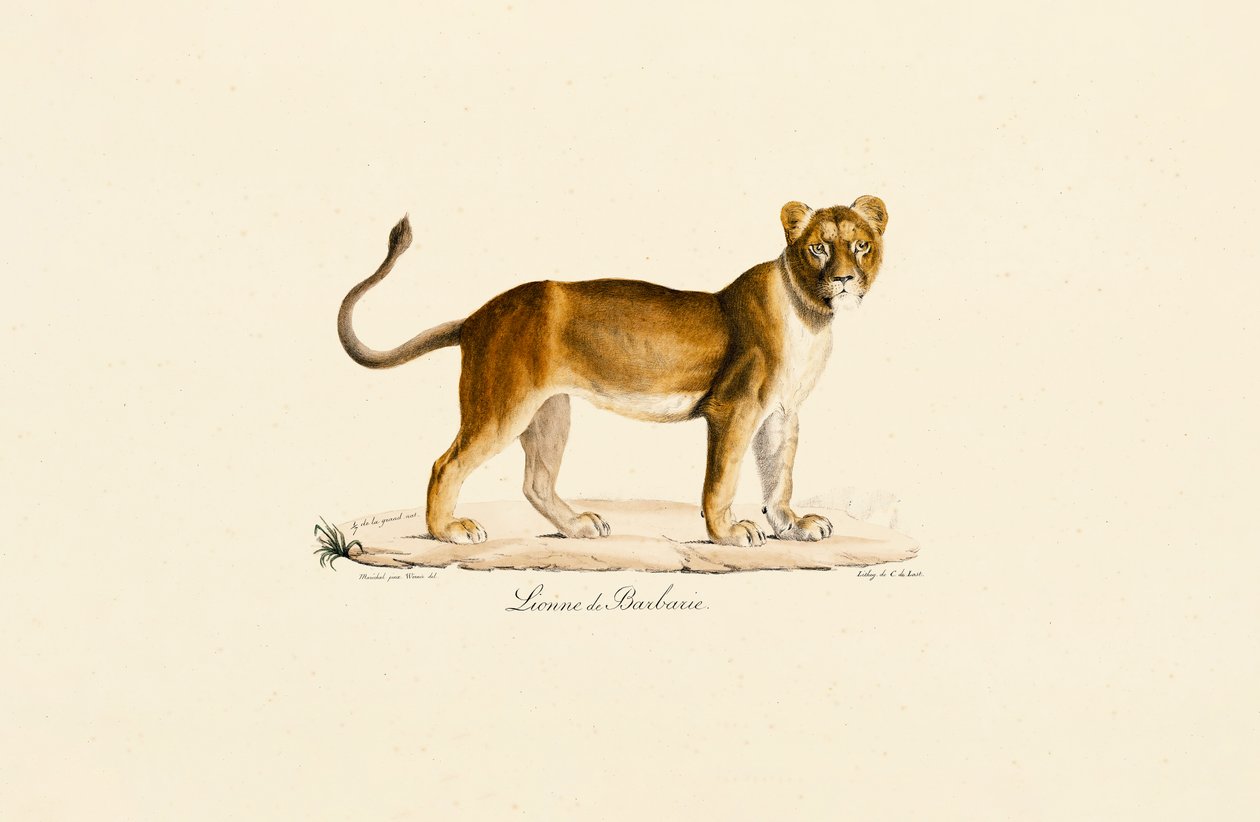 Perfil de la leona de Berbería de Jacques Christophe Werner