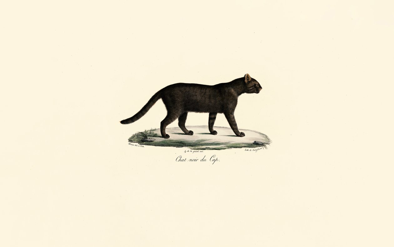 Gato de patas negras de Jacques Christophe Werner