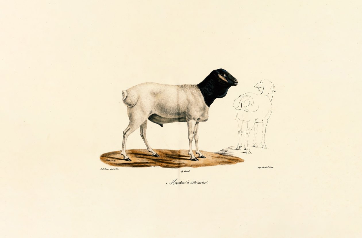 Oveja de cabeza negra de Jacques Christophe Werner