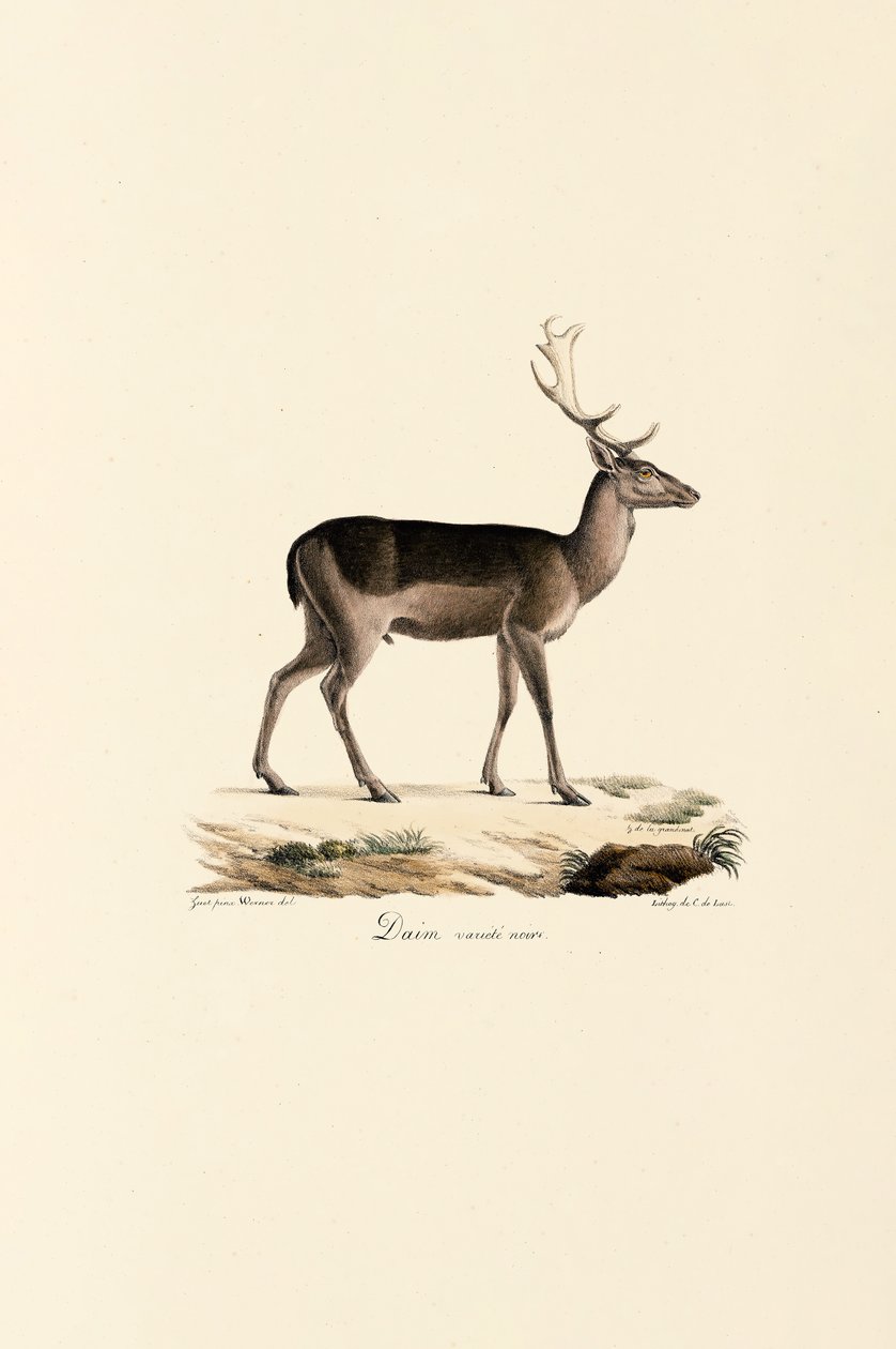 Variante de gamo negro de Jacques Christophe Werner