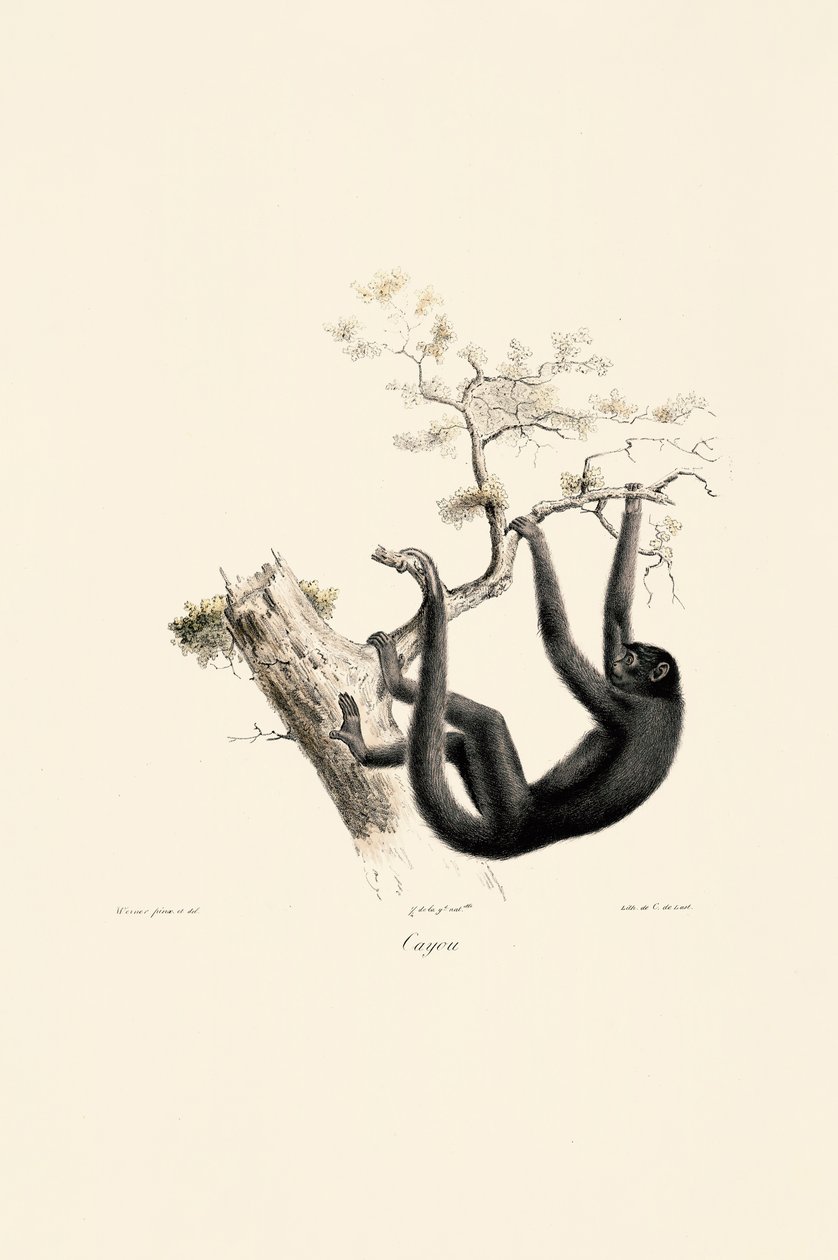 Mono aullador negro de Jacques Christophe Werner