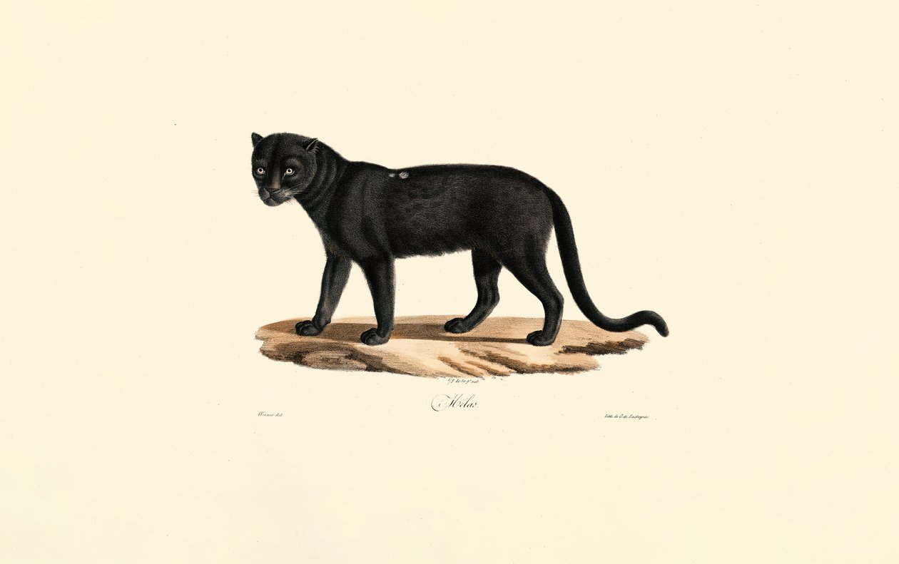 Jaguar negro (Panthera onca) de Jacques Christophe Werner