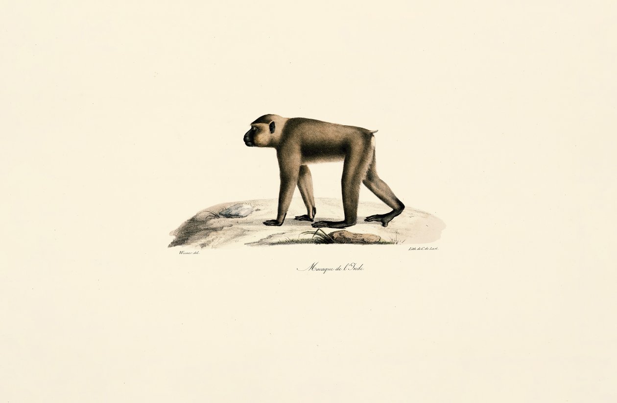 Sombrero de macaco de Jacques Christophe Werner