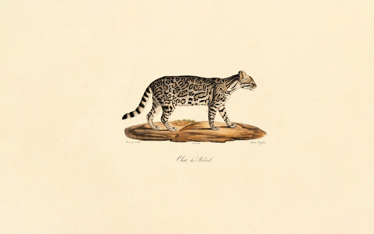  de Jacques Christophe Werner