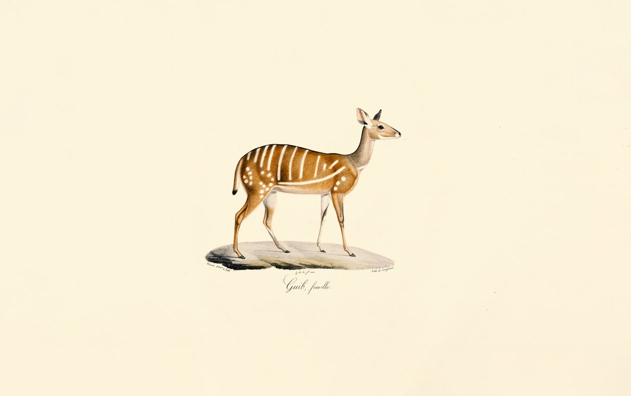 Bushbuck (antílope guib, hembra) de Jacques Christophe Werner