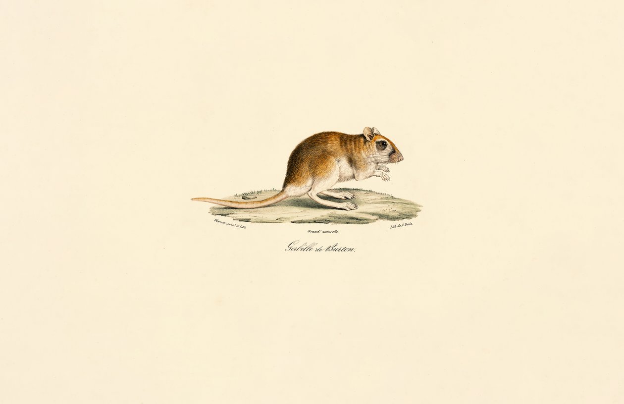  de Jacques Christophe Werner