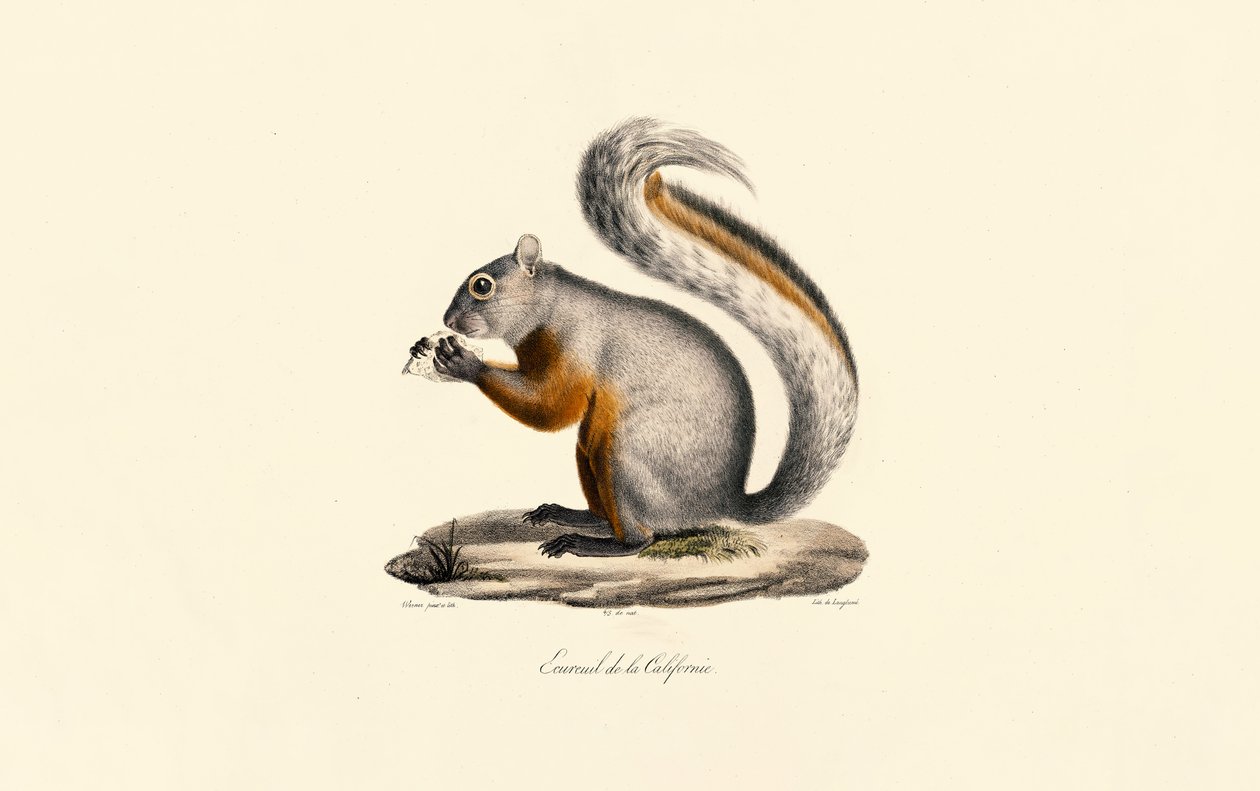Ardilla de tierra de California de Jacques Christophe Werner