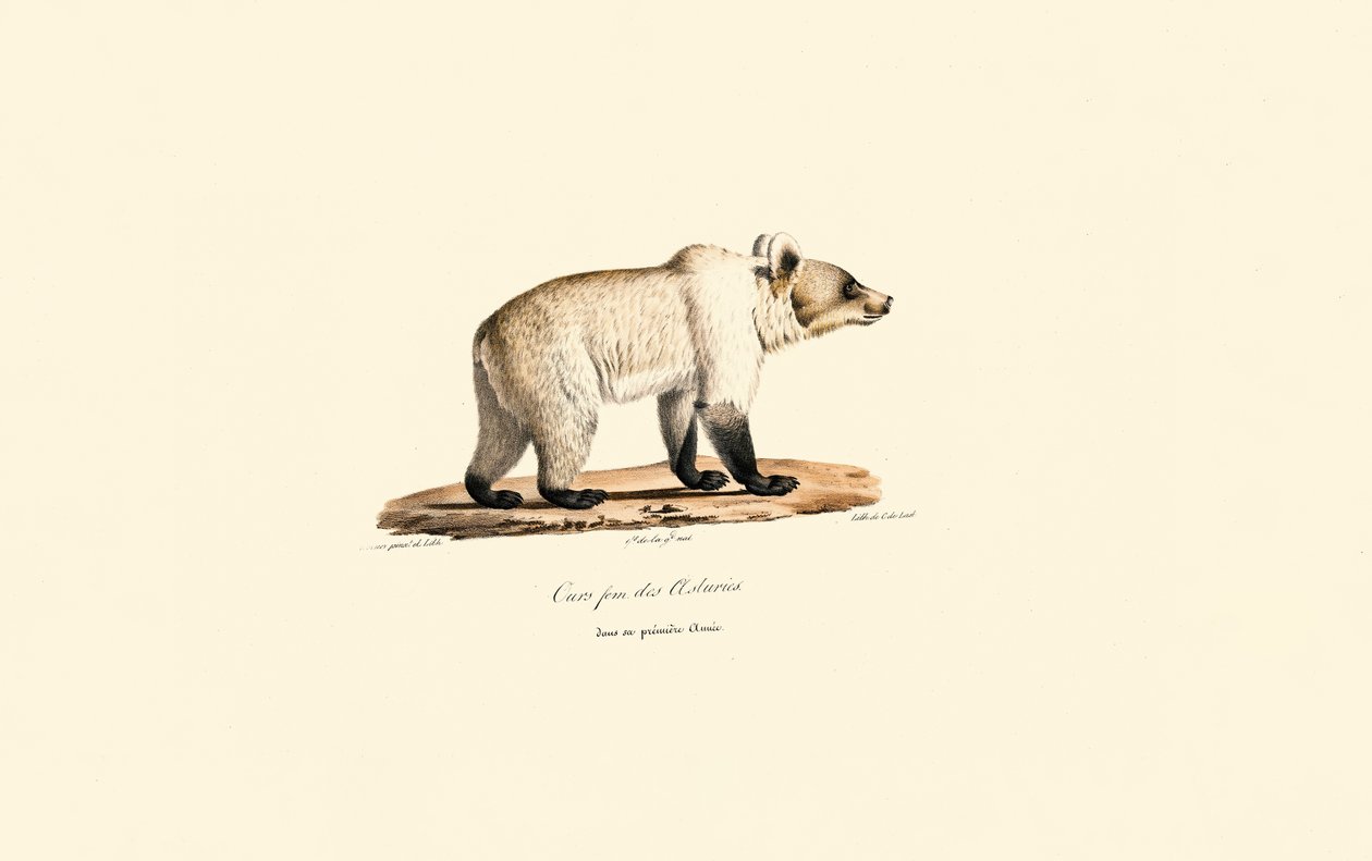 Oso pardo cantábrico (Ursus arctos pyrenaicus) de Jacques Christophe Werner