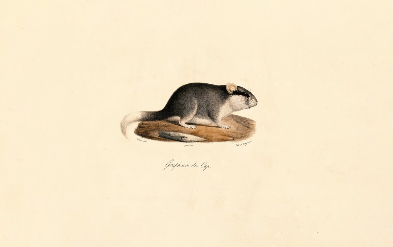 Lirón de los cabos de Jacques Christophe Werner