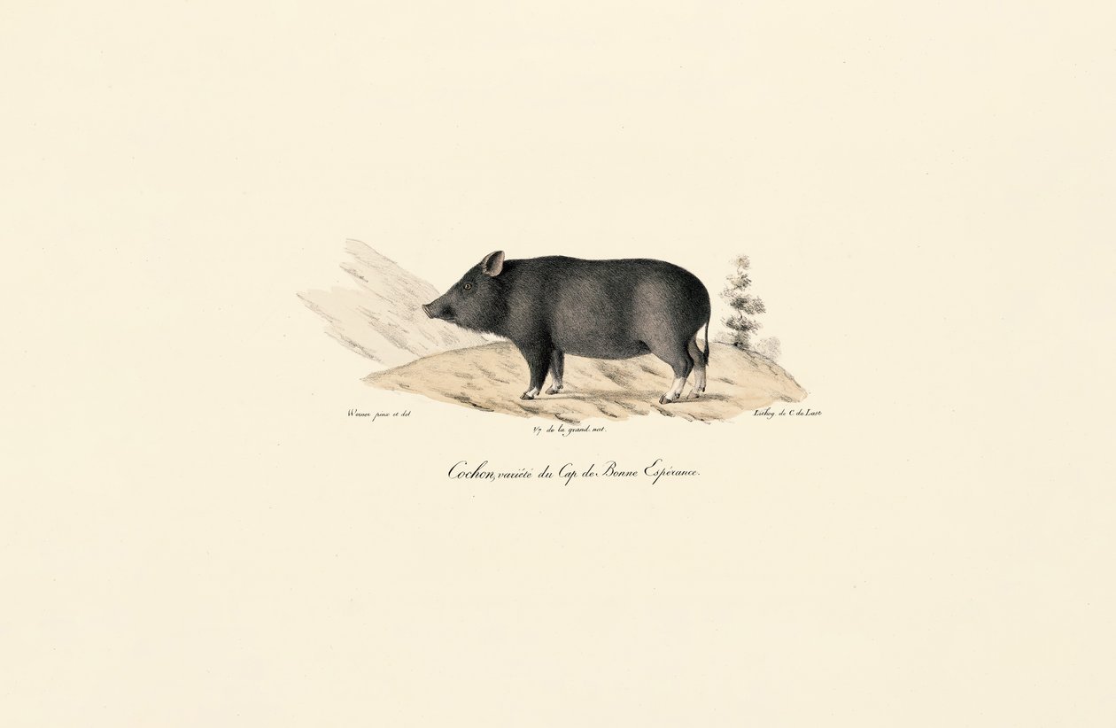 Cabo Warthog de Jacques Christophe Werner