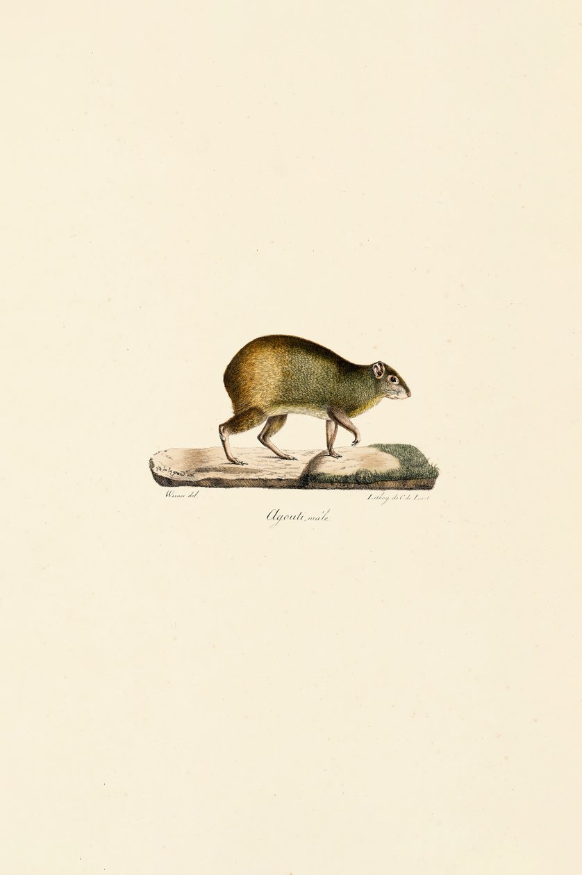  de Jacques Christophe Werner