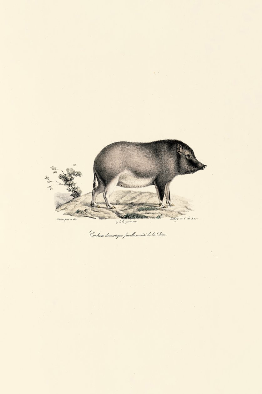  de Jacques Christophe Werner