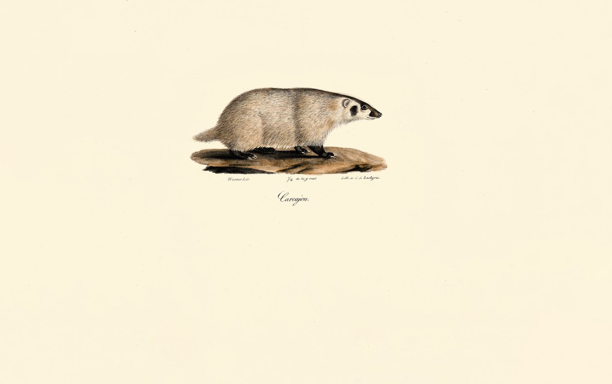 Coati de Jacques Christophe Werner