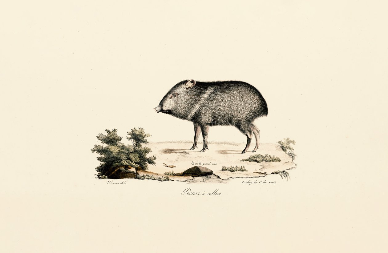 Pecarí de collar de Jacques Christophe Werner