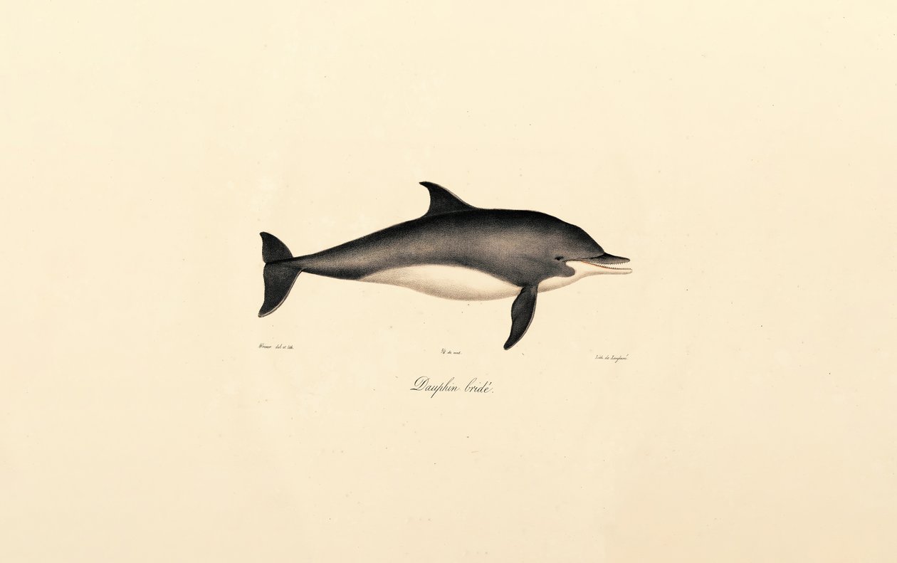  de Jacques Christophe Werner