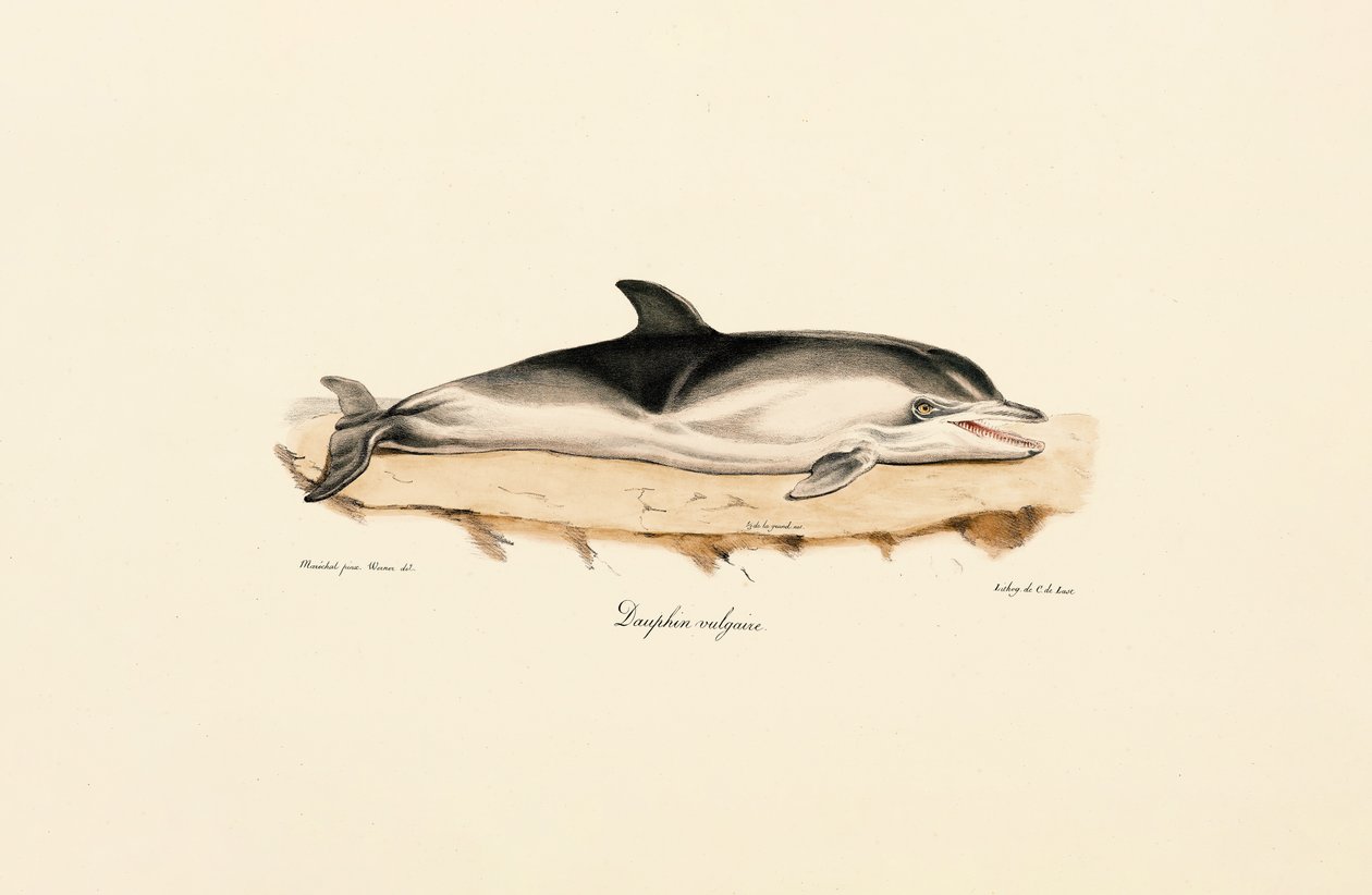 Delfín común de Jacques Christophe Werner