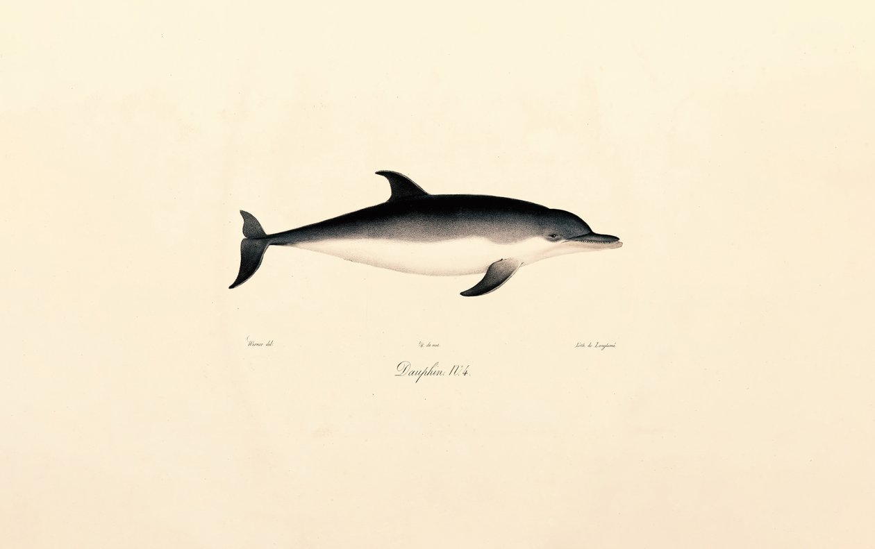 Delfín común de Jacques Christophe Werner