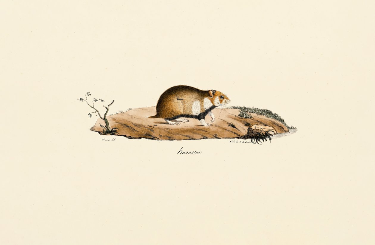 Hámster común de Jacques Christophe Werner
