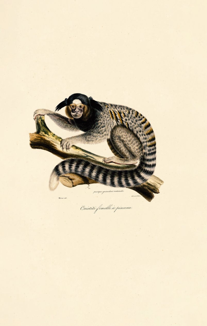  de Jacques Christophe Werner