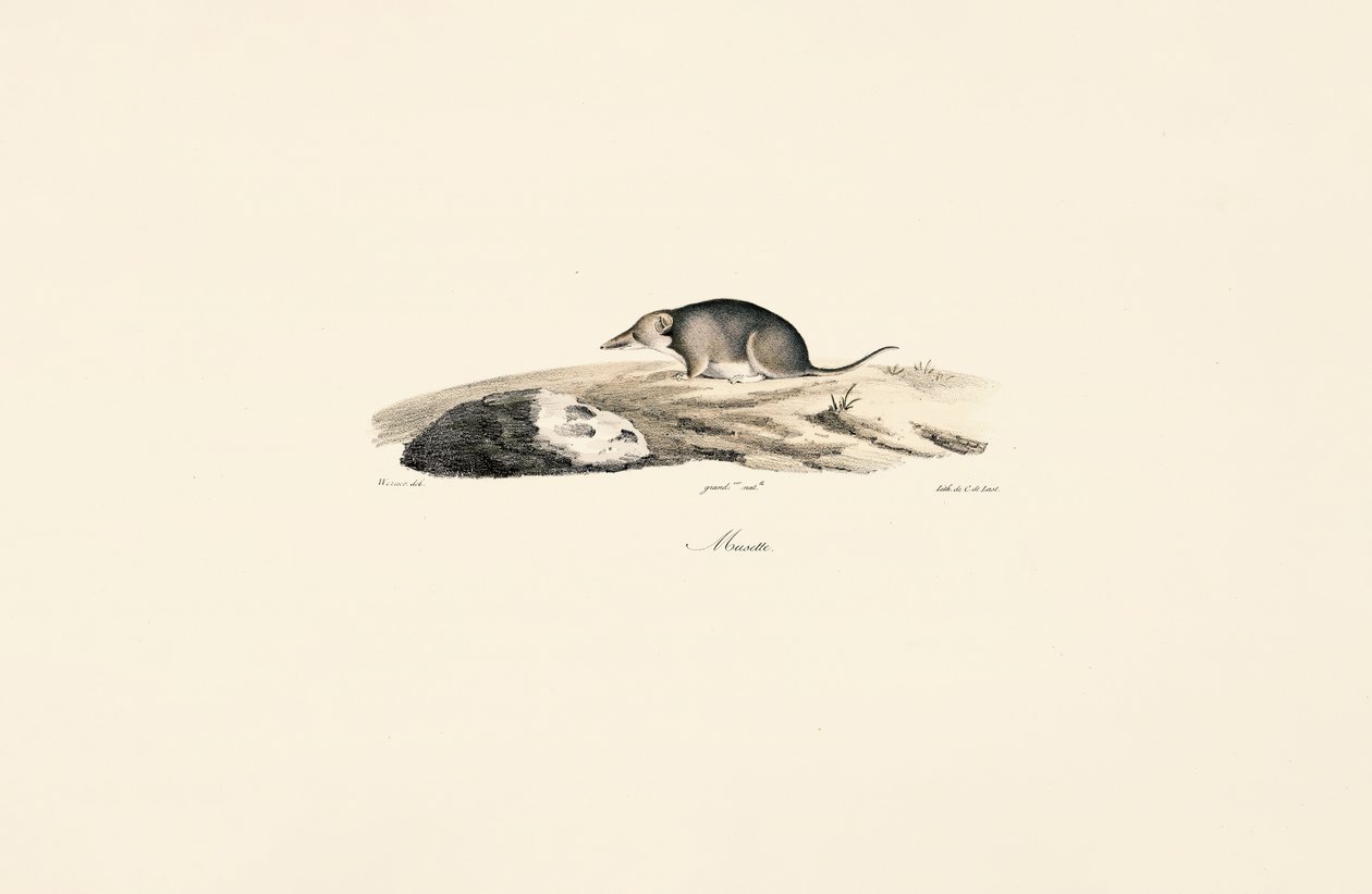  de Jacques Christophe Werner