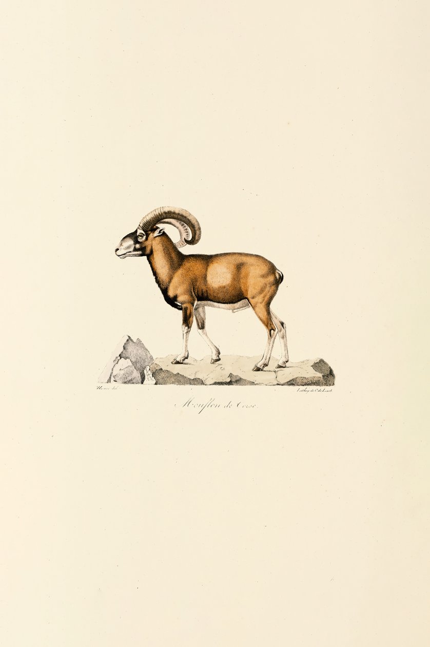 Muflón corso de Jacques Christophe Werner