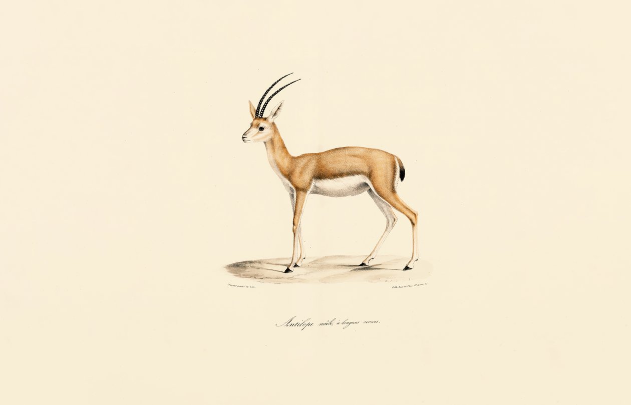  de Jacques Christophe Werner