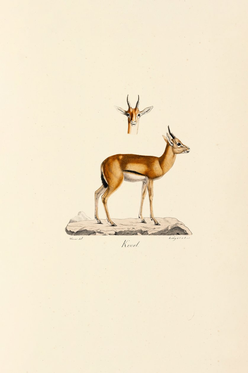 Gacela Dorcas de Jacques Christophe Werner
