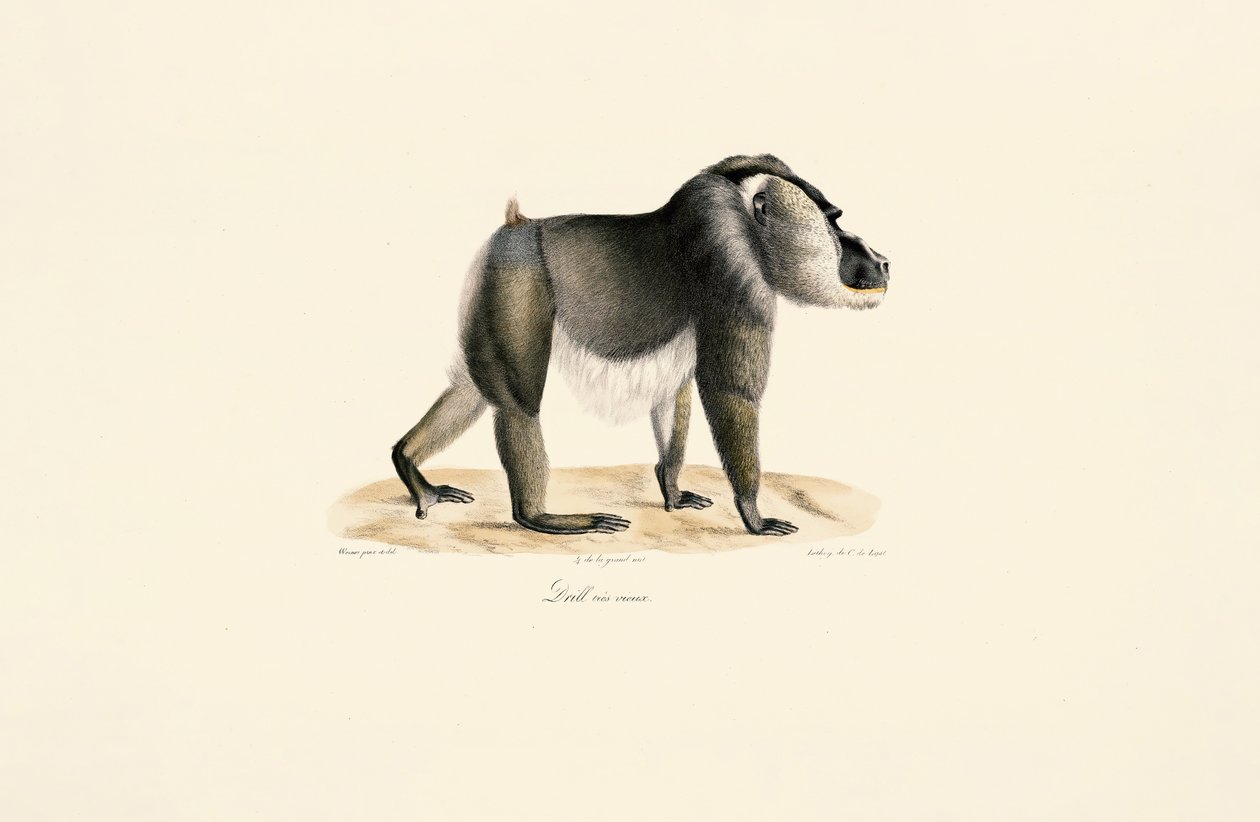  de Jacques Christophe Werner