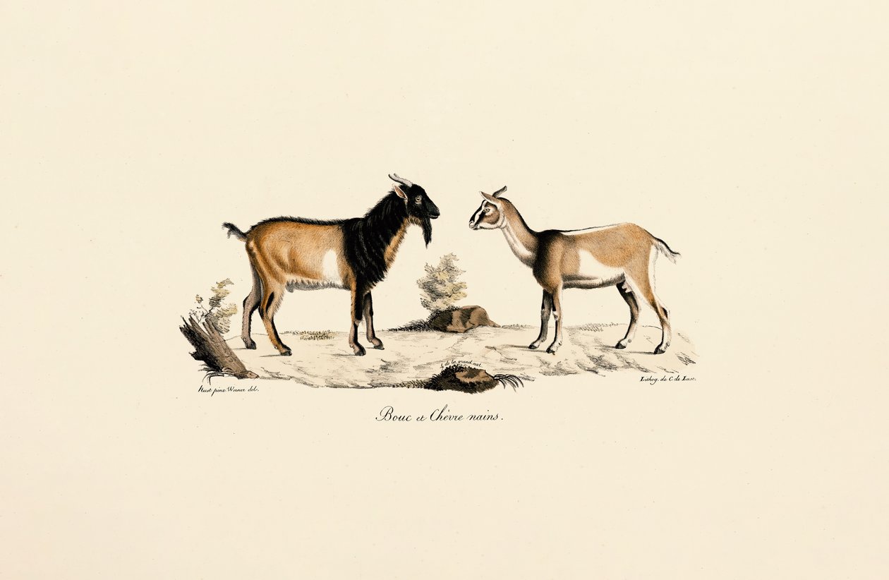 Buck enano y cabra enana de Jacques Christophe Werner