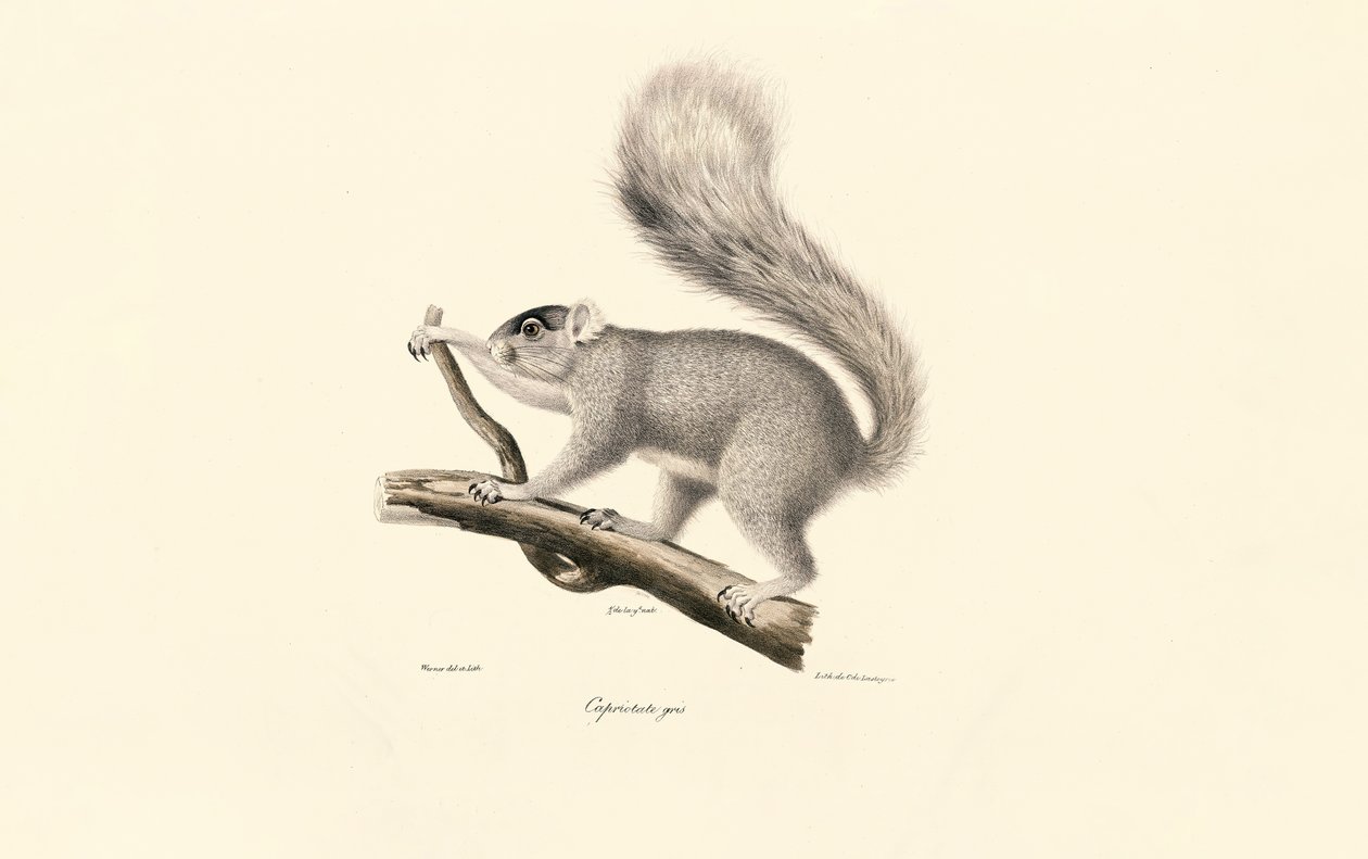 Ardilla gris oriental de Jacques Christophe Werner