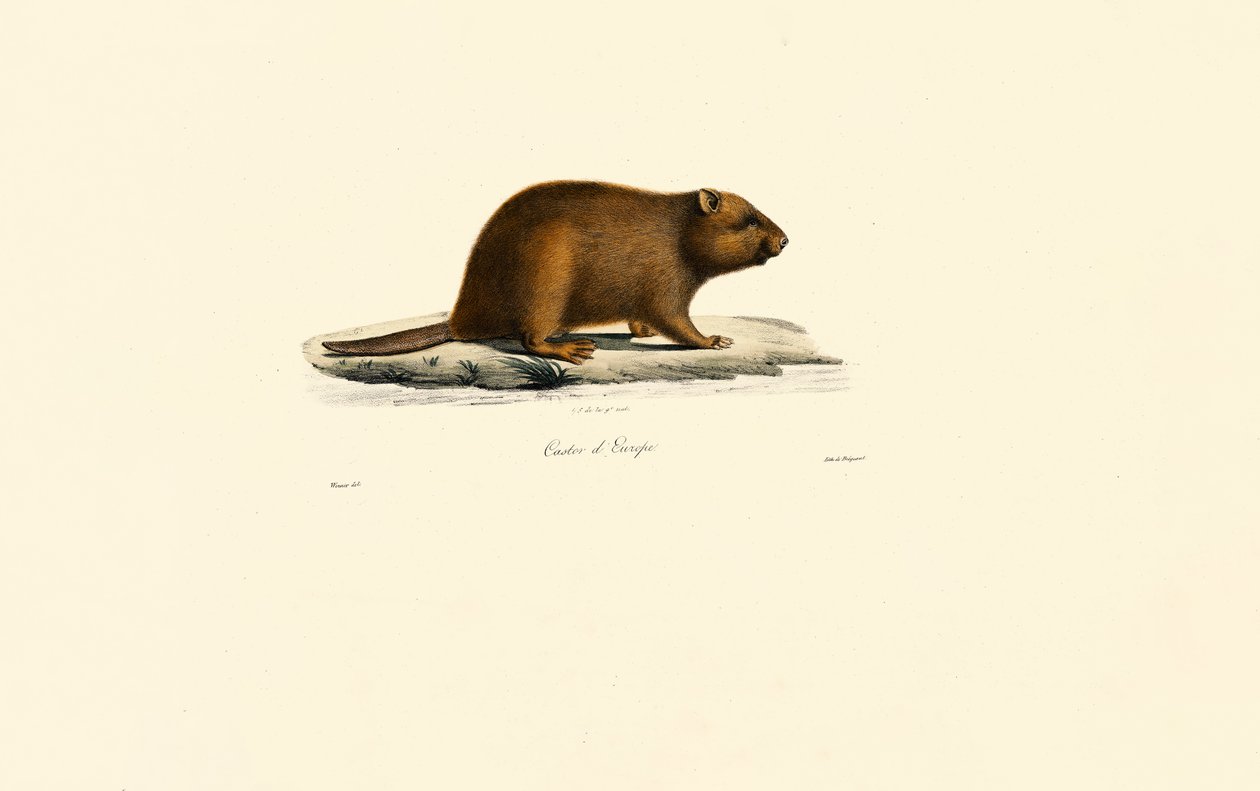 Castor europeo de Jacques Christophe Werner