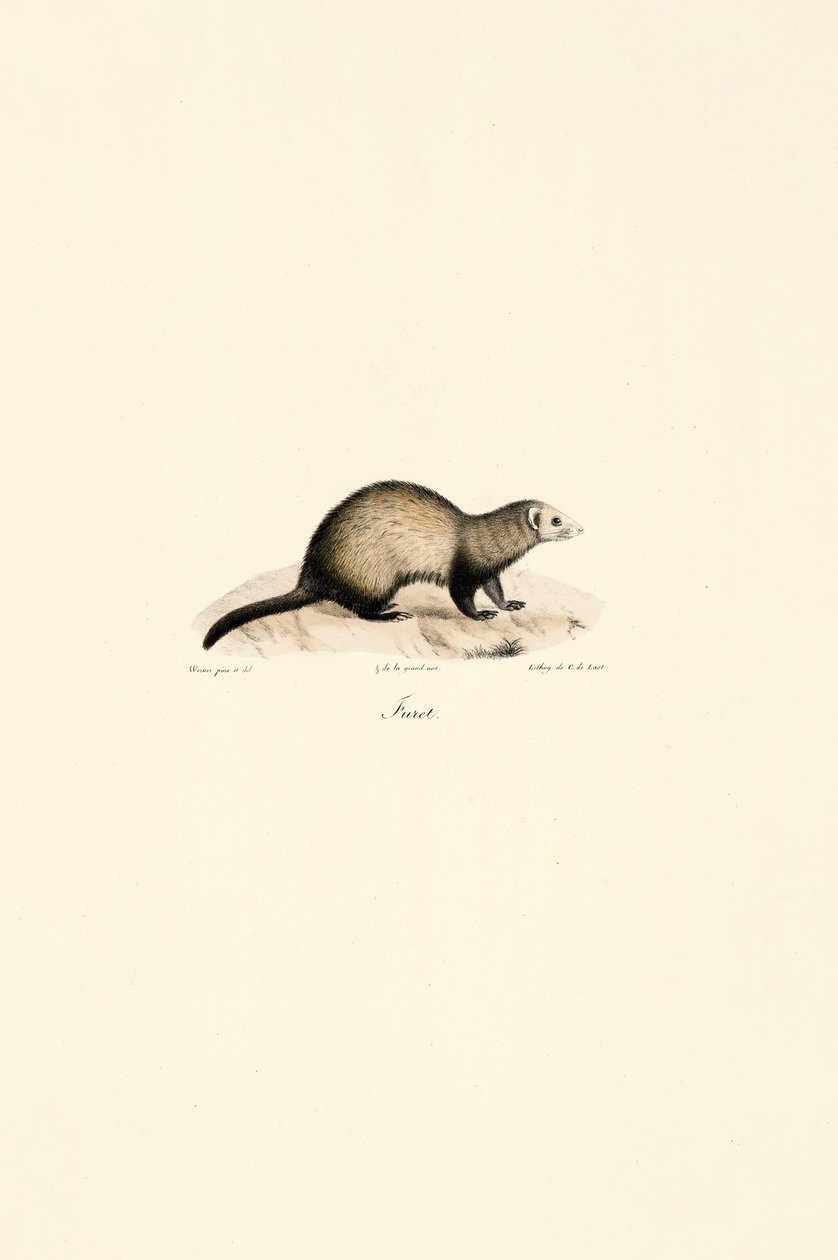 Hurón europeo de Jacques Christophe Werner