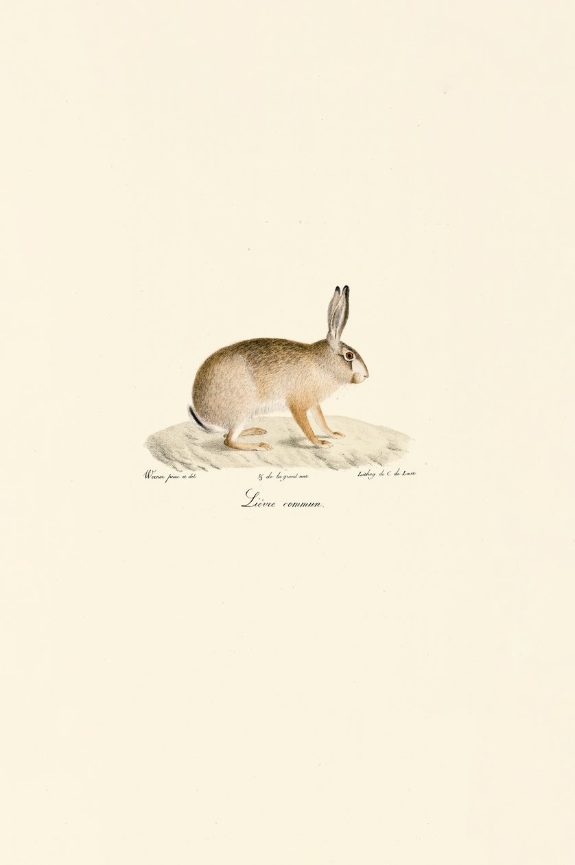 Liebre europea de Jacques Christophe Werner
