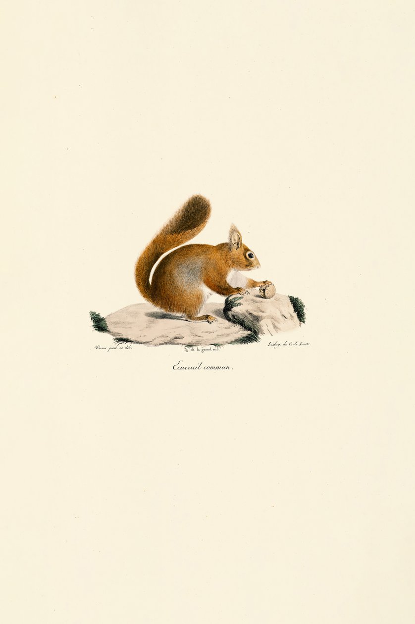 Ardilla roja europea de Jacques Christophe Werner
