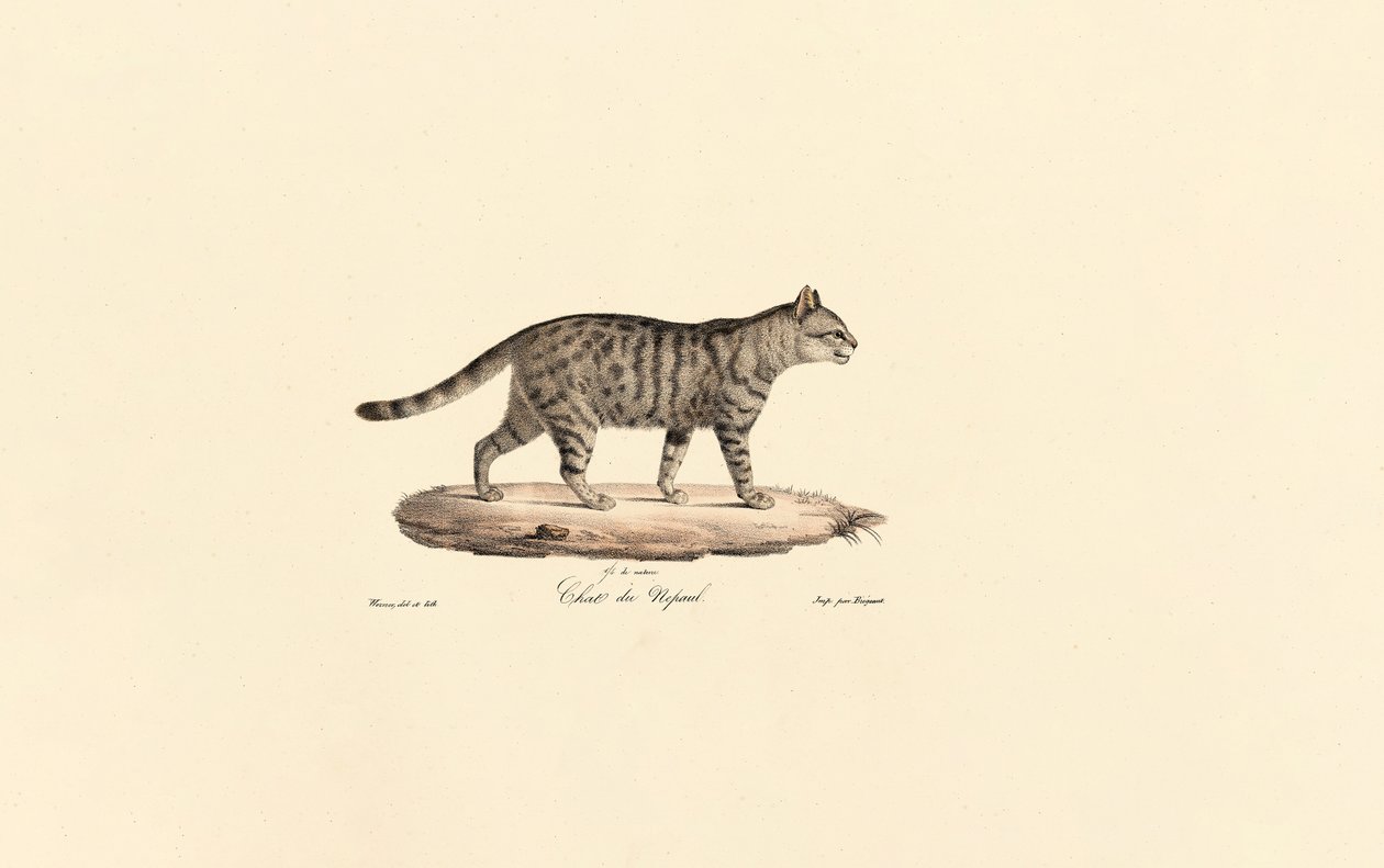 Gato montés europeo (Felis silvestris) de Jacques Christophe Werner