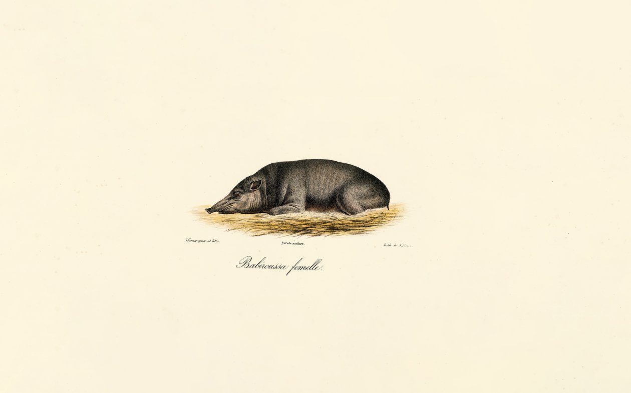 Babirusa hembra de Jacques Christophe Werner