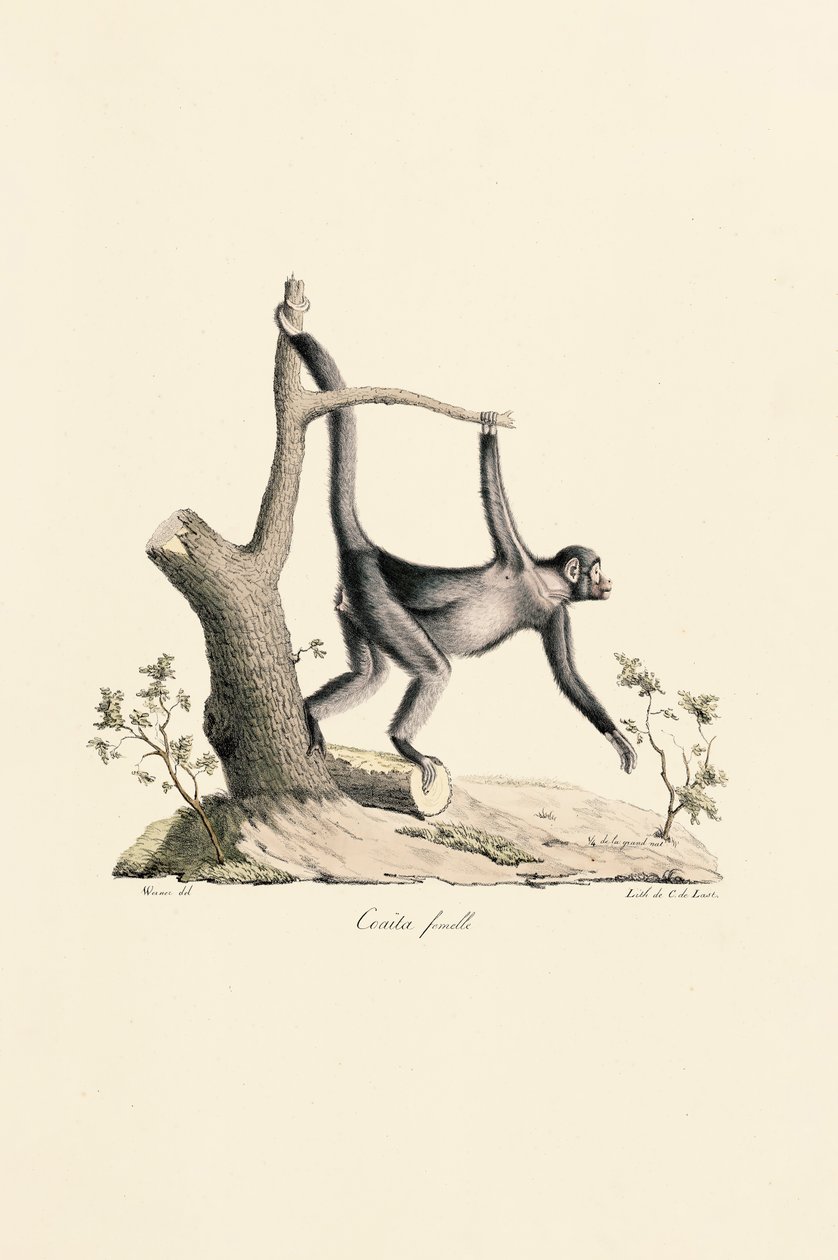  de Jacques Christophe Werner