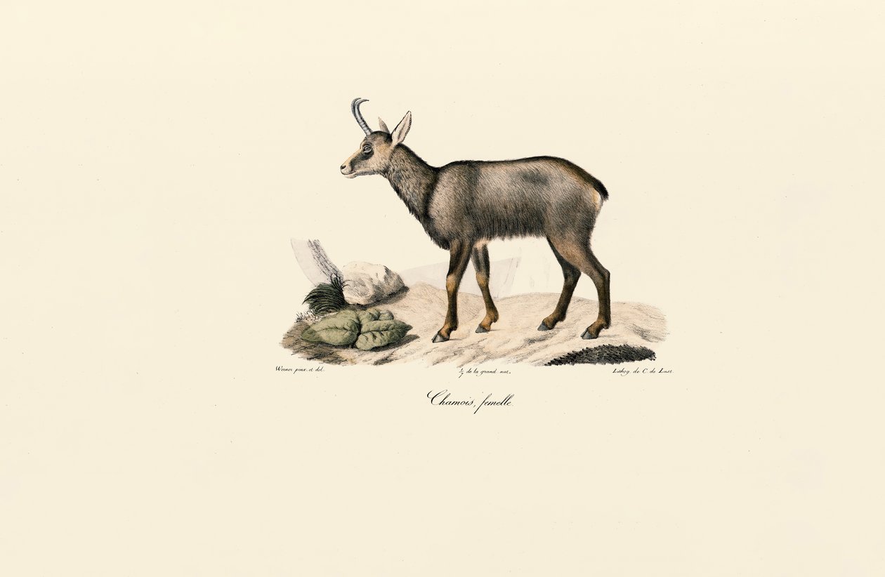  de Jacques Christophe Werner