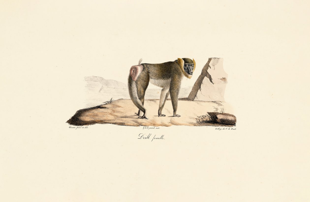 Taladro hembra de Jacques Christophe Werner