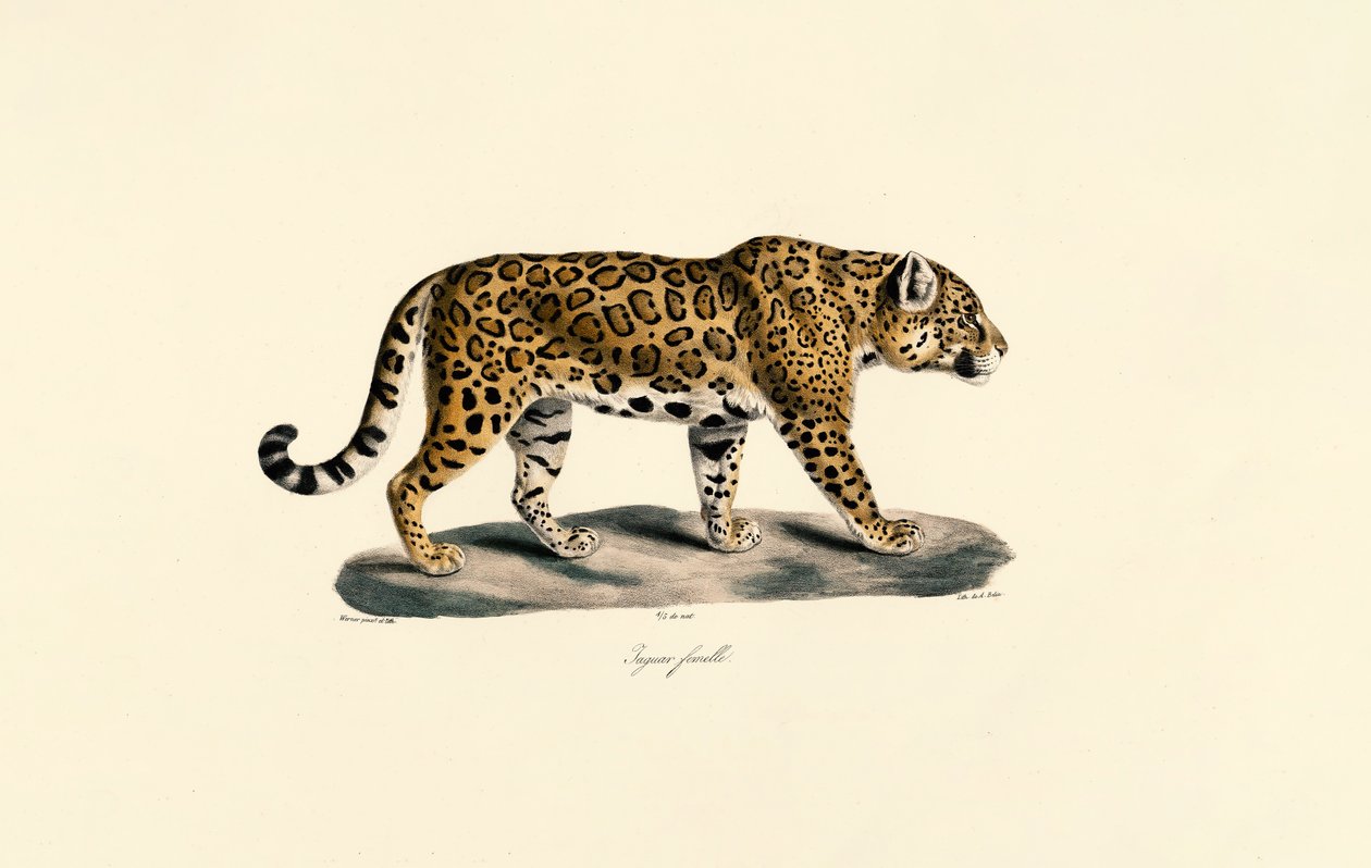  de Jacques Christophe Werner