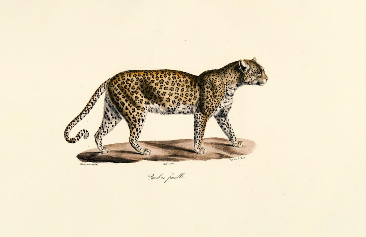 Leopardo hembra de Jacques Christophe Werner