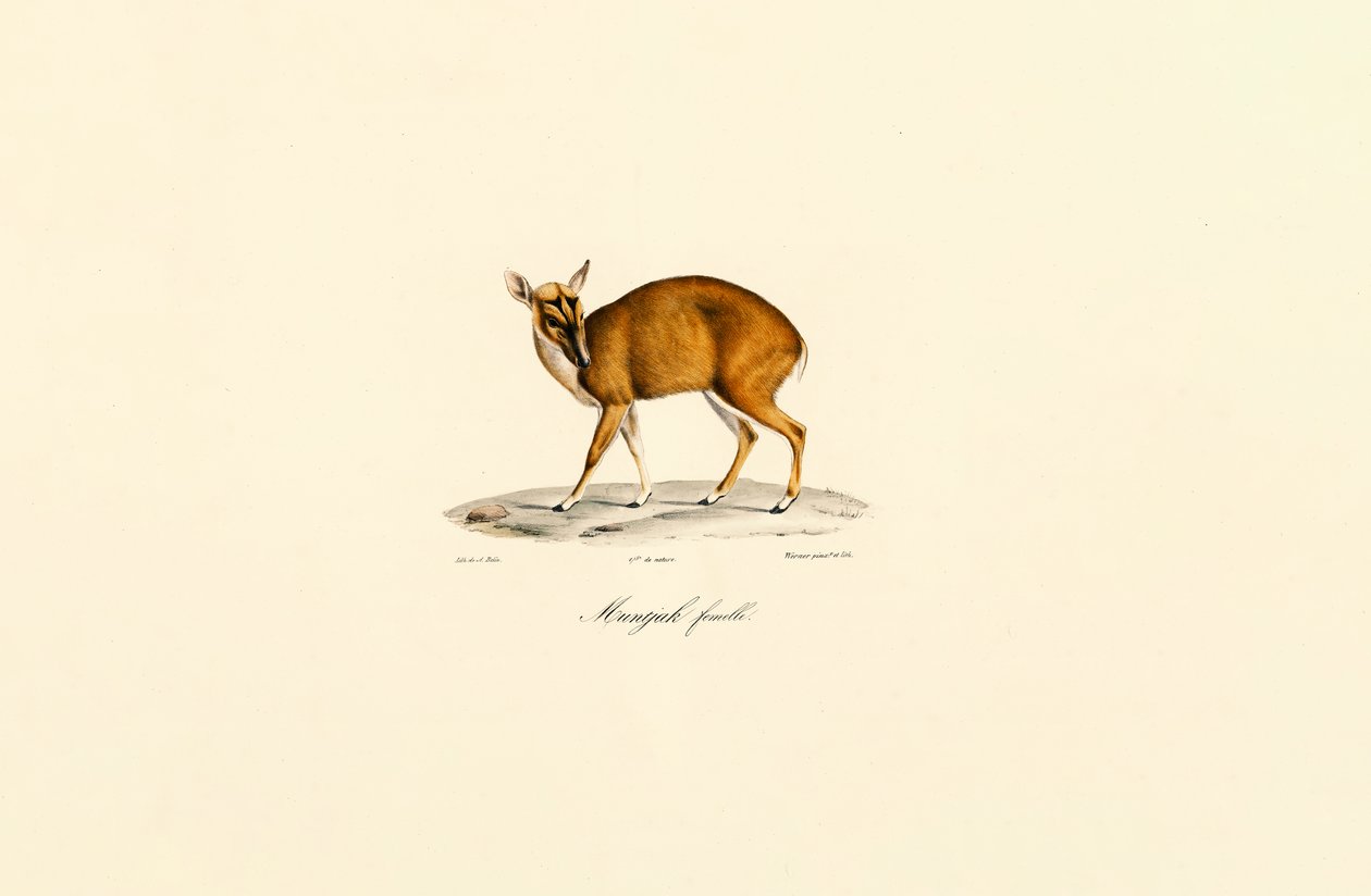 Hembra Muntjac de Jacques Christophe Werner