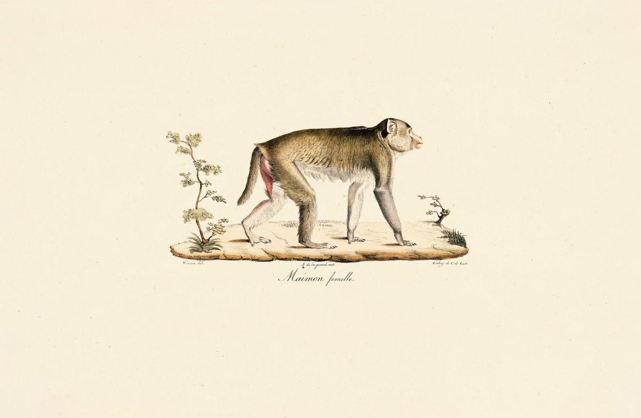  de Jacques Christophe Werner